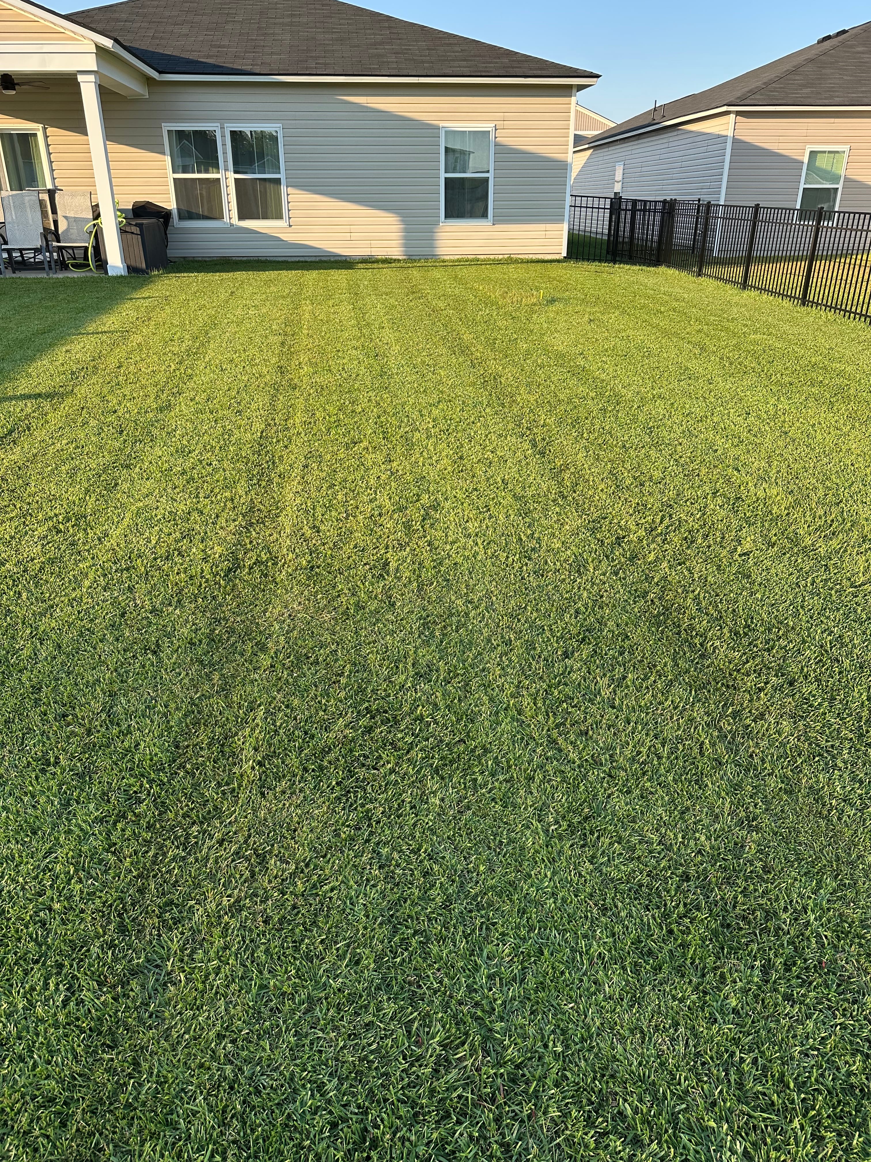 Backyard lawn with sharp mowing lines